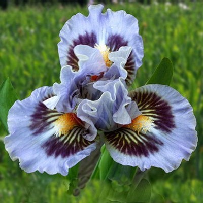 Eye Of Sauron_350XXX